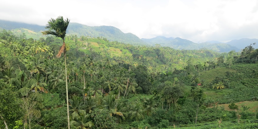 Dense, lush greenery of Sinharaja Forest with tall trees and thick undergrowth
