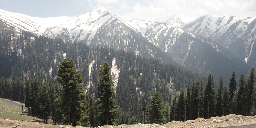 Mesmerising view of the snow-capped mountains on Sinthan top covered with pine trees