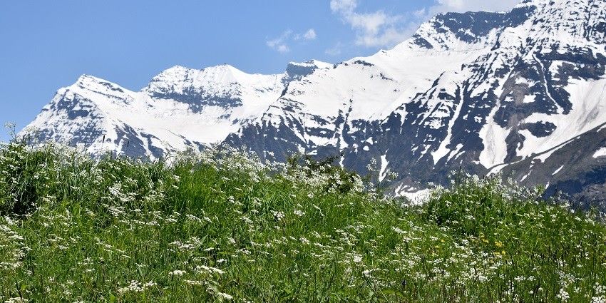 Colorful wildflowers bloom in the mountains of Sissu, Lahaul, under a clear blue sky.