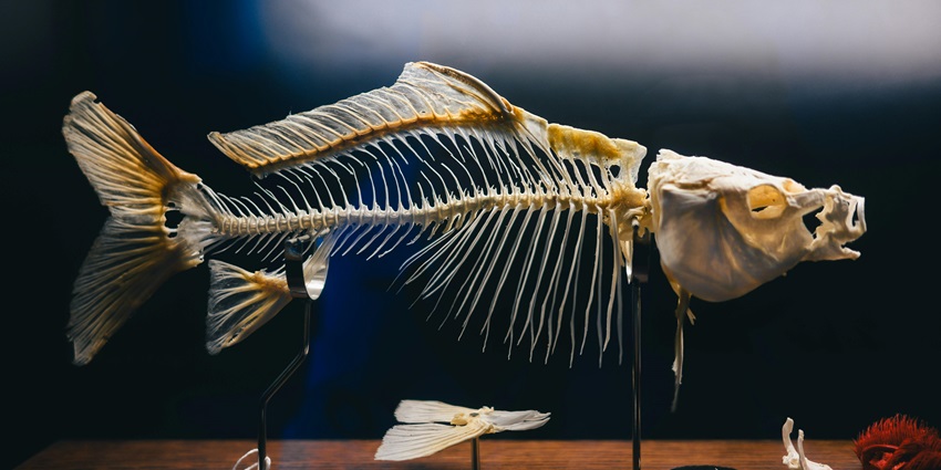 There are various skeletons of fishes displayed in the Fish museum in Vizag.