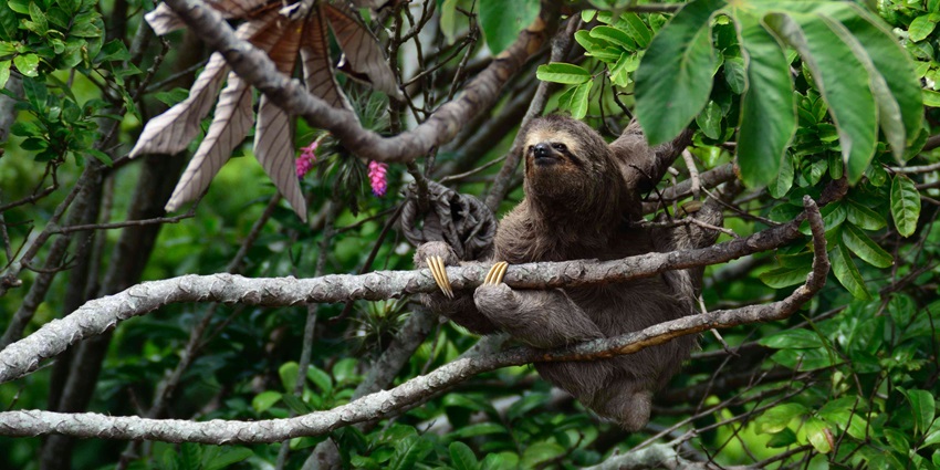 Encounters sloths in Dubai that are one of the laziest animals to exist.