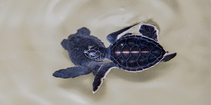 Turtle hatchery with baby turtles being released into the sea under the supervision.