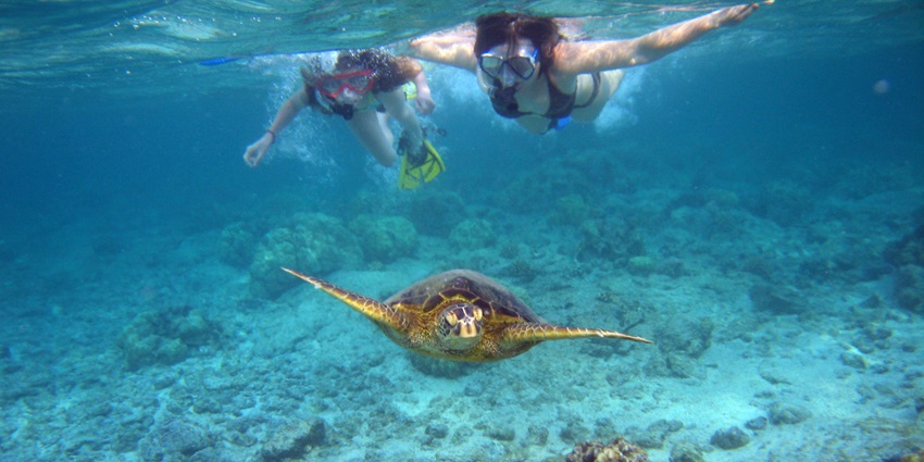 Snorkellers enjoying the water sport in Langkawi, swimming with turtles in shallow waters
