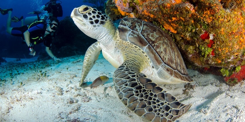 Explore the underwater world of Kata Beach with snorkelling and diving excursions.