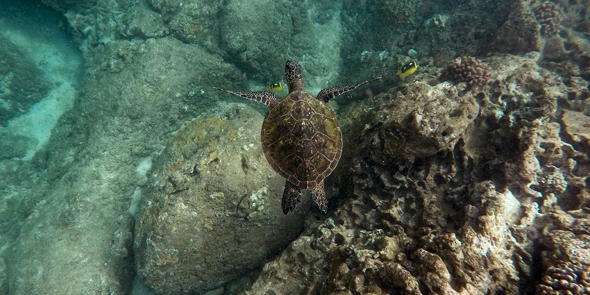 Black sea turtle swimming near a shallow coral reef, part of the marine life in Vietnam's water sports.