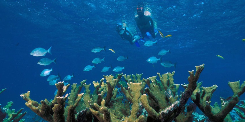 A picture of a couple enjoying a snorkelling expedition under the clear Bali waters
