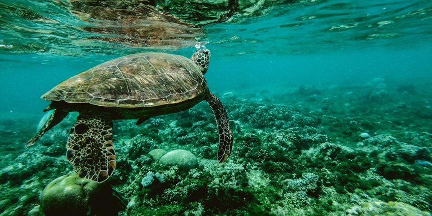 Witness colourful coral reefs and tropical fish at Similan Islands, perfect for snorkelling and diving.