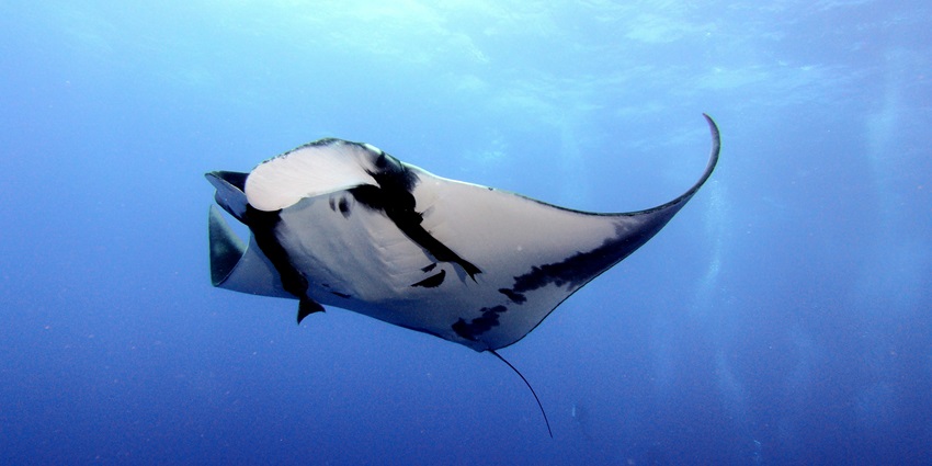 An amazing underwater view of a beautiful white and black manta ray swimming.