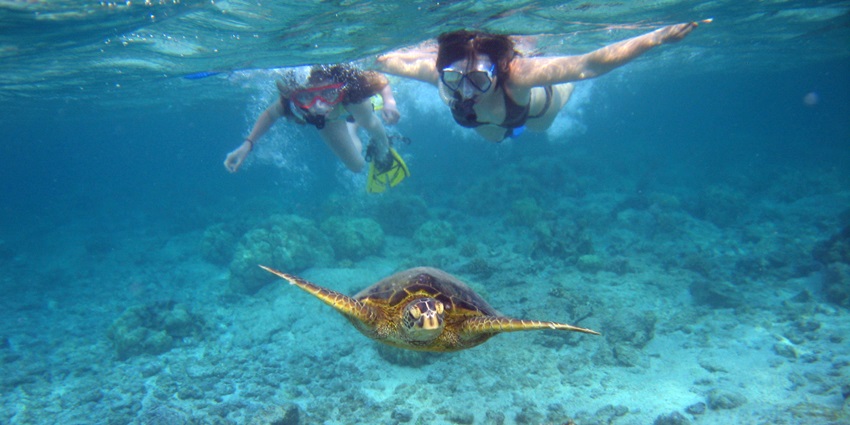 two people enjoying snorkelling in Phuket around a turtle swimming in front of them