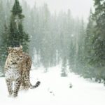 Beautiful image of the Snow Leopard spotted in the snowy hills of the Himalaya