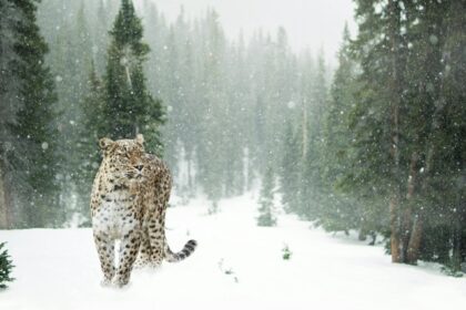 Beautiful image of the Snow Leopard spotted in the snowy hills of the Himalaya