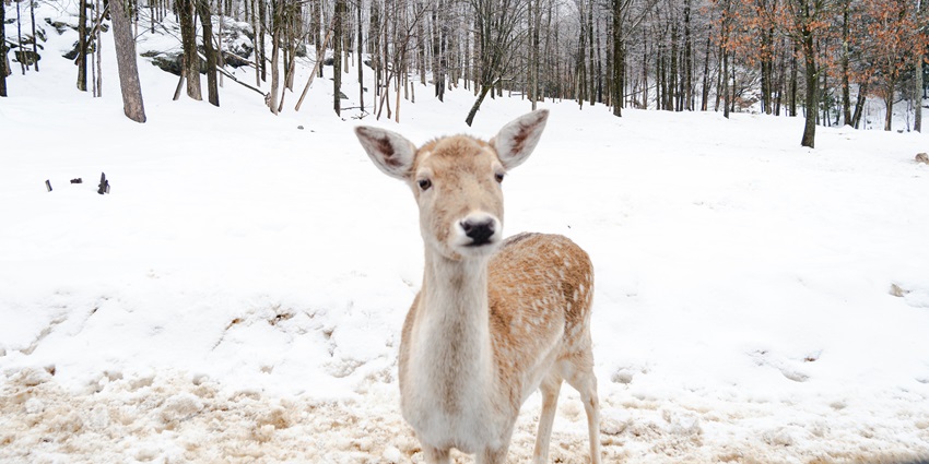 Beautiful image of deer in the snowy wildlife of the Sanctuary in Manali, Himachal