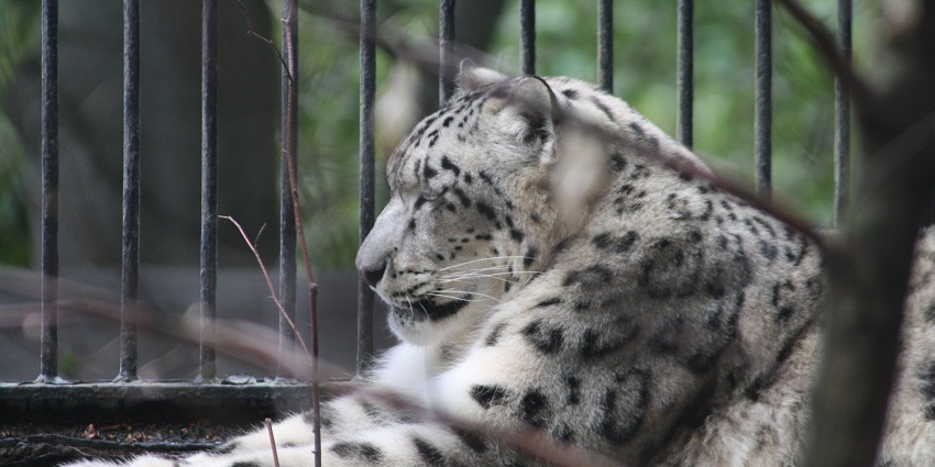 You can even witness a snow leopard if you visit Gangtok Zoo during its best time.
