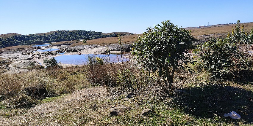 A picture showing a small lake around a jungle-like area with trees and grass