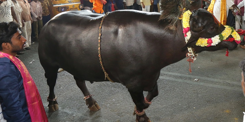 Sohrai is a popular occasion about caring for domestic animals such as cows and bulls.
