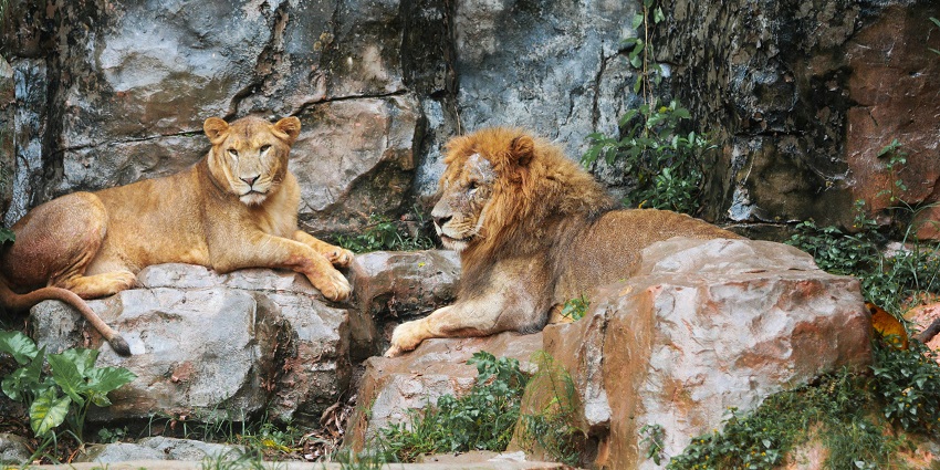 Lions at Sonai Rupai Wildlife Sanctuary, one of the top wildlife sanctuaries in Guwahati.