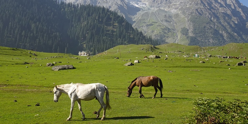 Sonamarg is called the Road of Gold due to its snow-covered peaks and hills