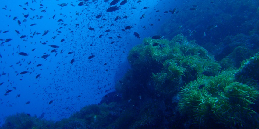 Southwest Pinnalce is one of the best diver sites for Koh Tao scuba diving with mesmerising marine views