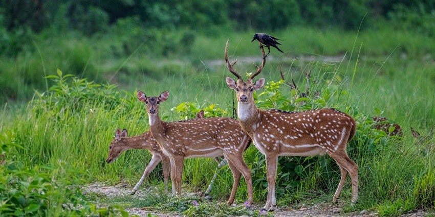 Snapshot of the spotted deer strolling in the wilderness of Dihang Dibang National Park