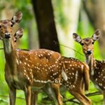 Watch deer in action at one of the most famous wildlife sanctuaries in Wayanad