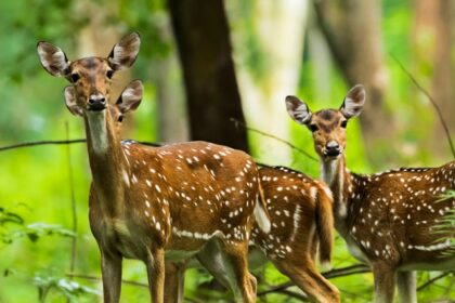 Watch deer in action at one of the most famous wildlife sanctuaries in Wayanad