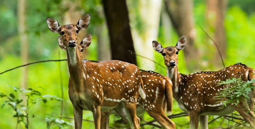 Watch deer in action at one of the most famous wildlife sanctuaries in Wayanad