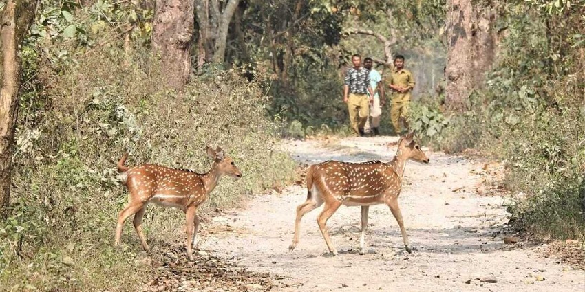 Raimona National Park, one of the popular national parks, has a vast area for wildlife-watching.