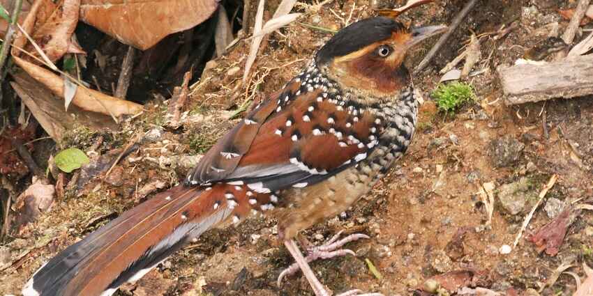 The spotted laughing thrush is one of the many variety of avifauna found at this sanctuary