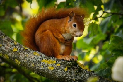 Jore Pokhri Wildlife Sanctuary has various species of wildlife including squirrels for the tourists.