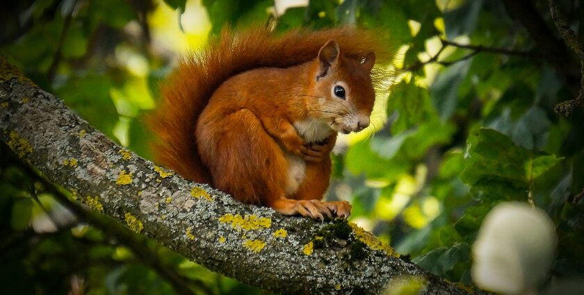 Jore Pokhri Wildlife Sanctuary has various species of wildlife including squirrels for the tourists.