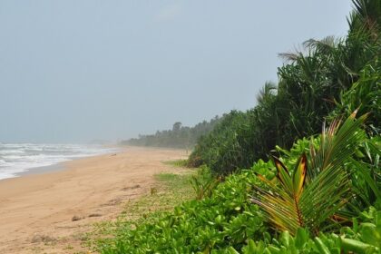 Golden sand beach with gentle waves, scattered palm trees - Hidden beaches in Sri Lanka.