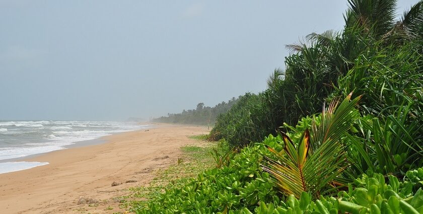 Golden sand beach with gentle waves, scattered palm trees - Hidden beaches in Sri Lanka.