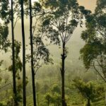 Snapshot of the beautiful sunset through the canopy of trees in the forest of Lanka