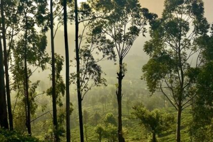 Snapshot of the beautiful sunset through the canopy of trees in the forest of Lanka