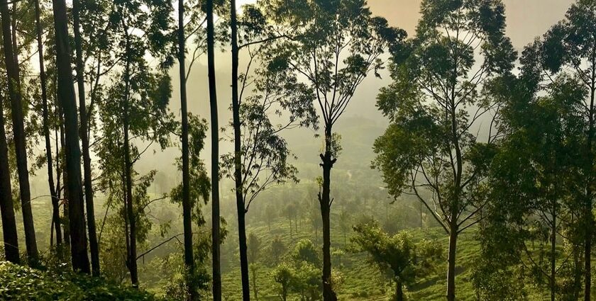 Snapshot of the beautiful sunset through the canopy of trees in the forest of Lanka