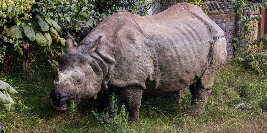 A rhinoceros at the Sri Venkateswara National Park, a hotspot near the Tirumala Temple.