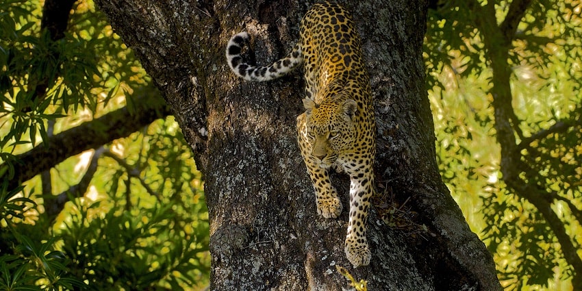 Sri Venkateswara Zoological Park is one of the most visited places in Tirupati.