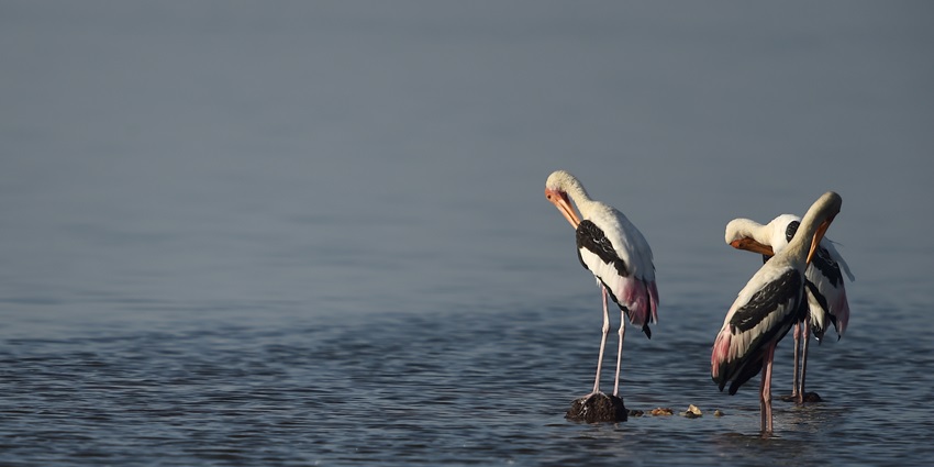 An image of painted storks at Sriharikota which is one of the islands in Andhra Pradesh.