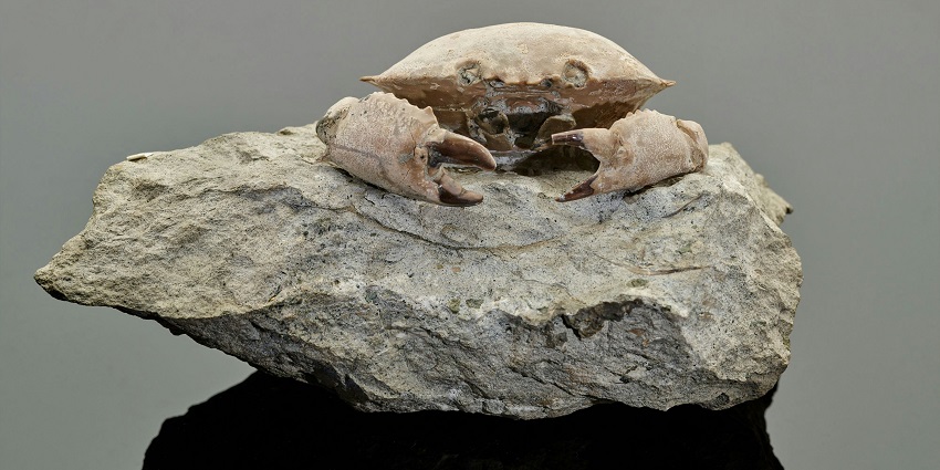 Suketi Fossil Park is one of the most unique and best places to visit in Nahan for all.