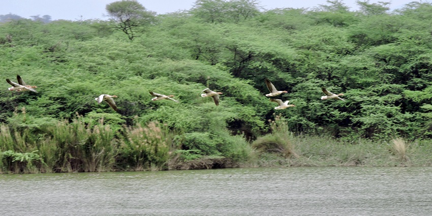 Sukhna Wildlife Sanctuary has sambar deer, blue bulls, and many bird species.