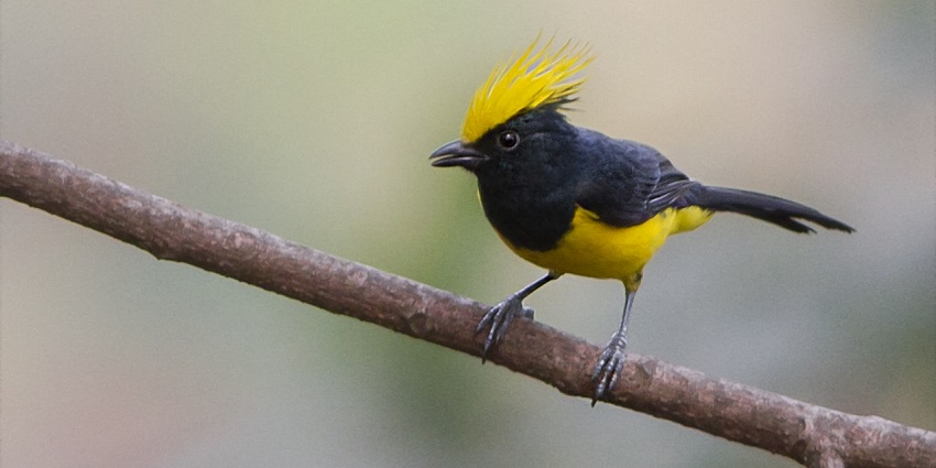 Witness the plethora of flora and fauna at the Mahananda wildlife sanctuary along with scenic sights