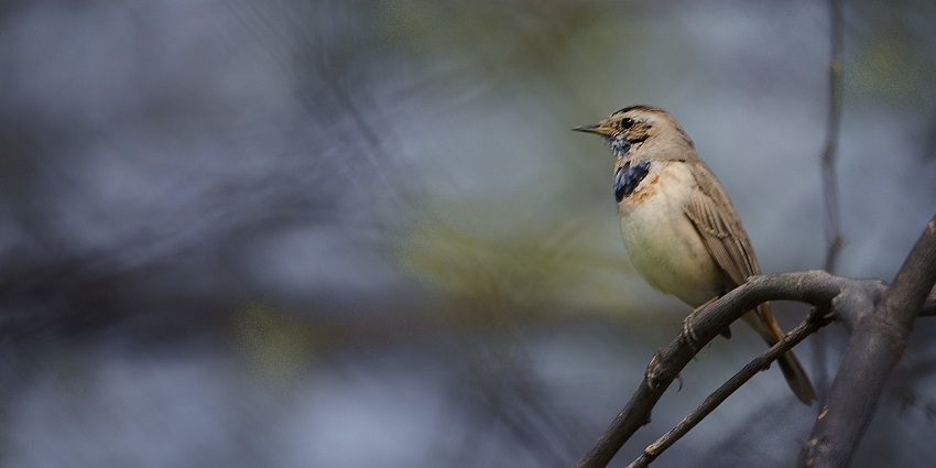 A bluethroat bird spotted at the Sultanpur National Park, a popular tourist attraction.