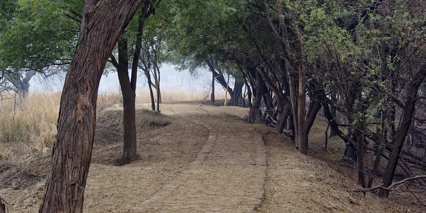 Sultanpur National park is the perfect tourist place to see near Delhi for wildlife enthusiasts