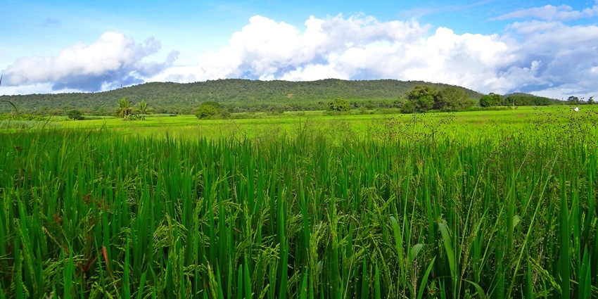 Sung Valley is one of those valleys in Meghalaya that is famous for its rice plantations.