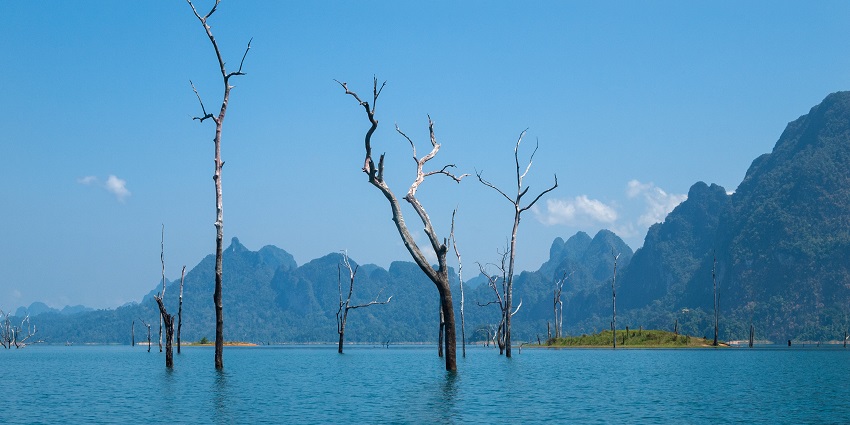 A scenic view of rustic trees standing tall amidst the azure waters of Surat Thani.
