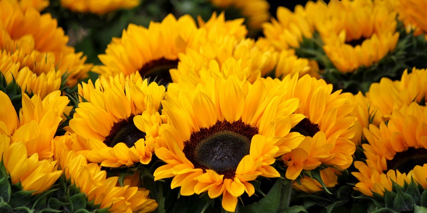 Visiting Susan Garden is one of the best things to do in Lambasingi for nature lovers.