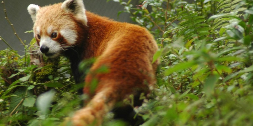 Sеpahijala Wildlifе Sanctuary, housing endangered species, is a must-visit sanctuary.