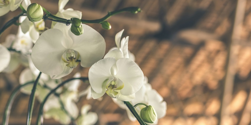 Sеssa Orchid Sanctuary is one of the best places near Eaglenest Wildlife Sanctuary.