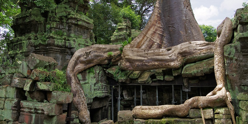 An image of the sacred Ta Prohm temple which is also known as the Tomb Raider temple.