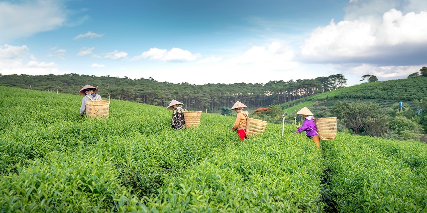 Sprawling tea gardens of Takdah, one of the best places for camping in Darjeeling.